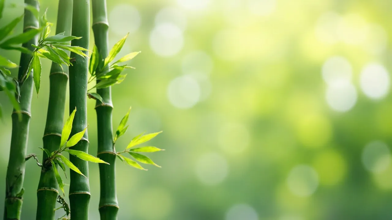 Lichun: The First Sign of Spring – Traditions and Health Tips