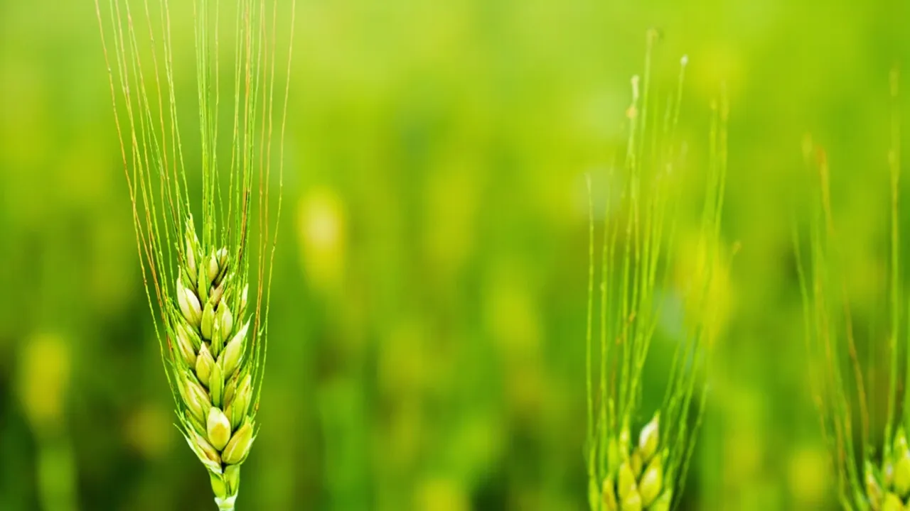 Xiaoman: When Grain Starts to Fill - A Guide to China's Grain Buds Solar Term